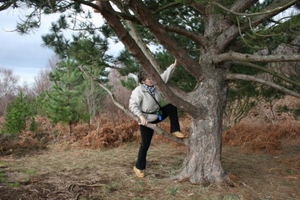 memanjat pohon