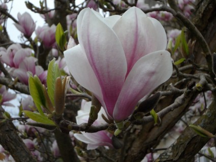 dekat magnolia bunga