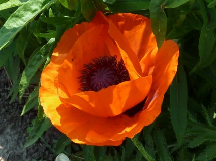Close Up Flower Orange