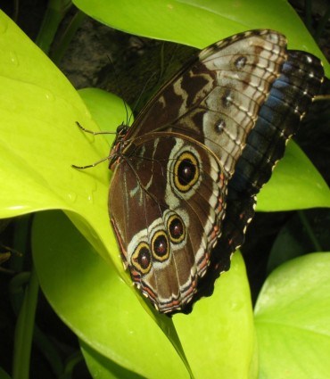 закрытые крыла бабочки