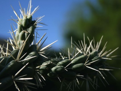 closeup buah jaringan cholla kaktus