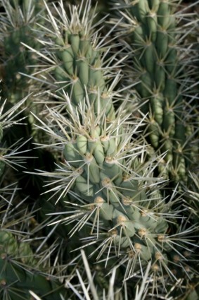 Closeup Obst Kette Cholla Kaktus