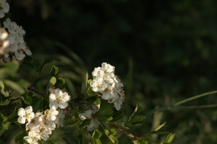 closeup blossom