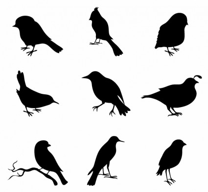 closeup de diversas aves