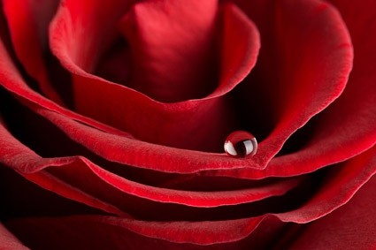 gambar closeup mawar merah besar
