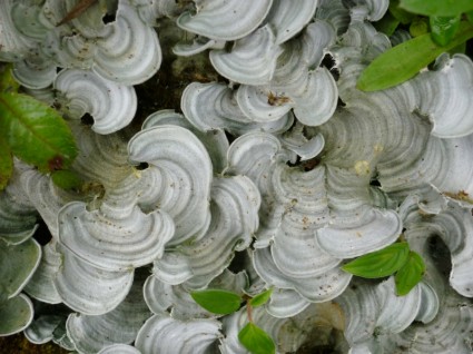 fungos de floresta