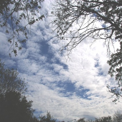 雲層和樹木