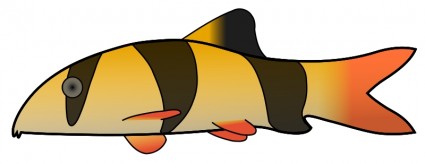 ปลาหมูอินโด