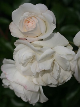 白いバラのクラスター