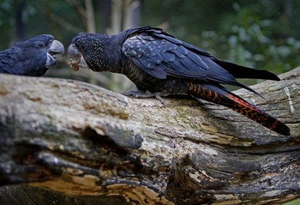 นกกระตั้ว banksii สกุลนกกระตั้วดำหางแดงนกกระตั้ว