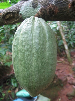 코코아 콩 코코아 코코아 열매