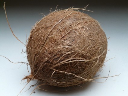 Coconut Coconuts Exotic