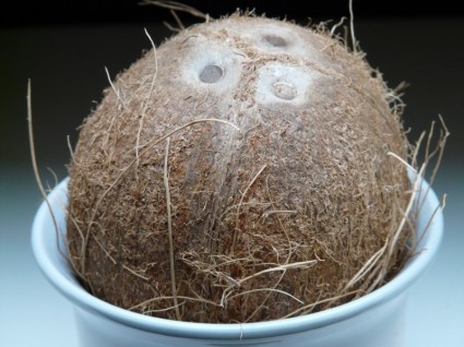 Kokos Keim Löcher Kokosnüsse
