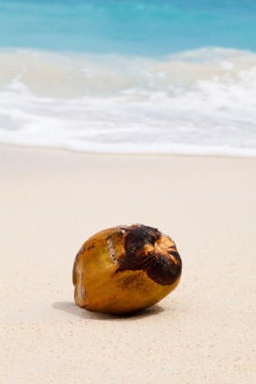 砂の中にココナッツ