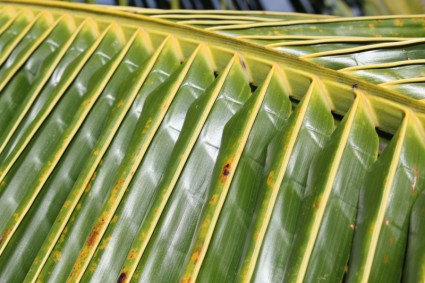 foglie di noce di cocco