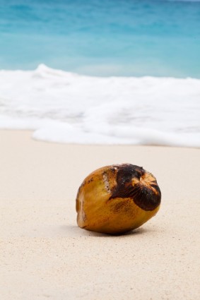 海灘上的椰子