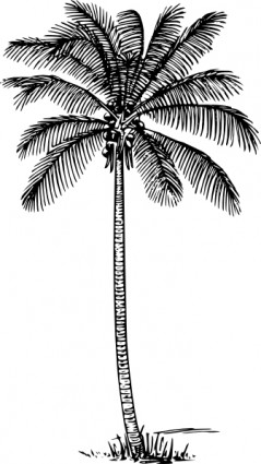 Palma de coco clip art
