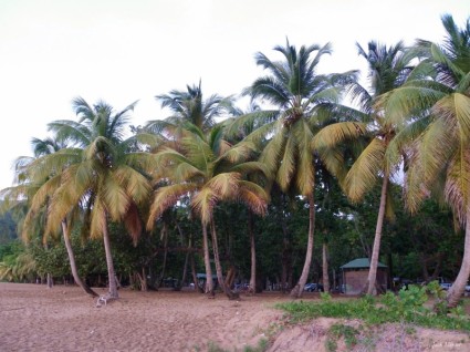 plantación de cocoteros