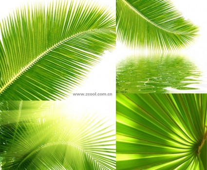 Coconut Tree Leaves Closeup Highdefinition Picturep