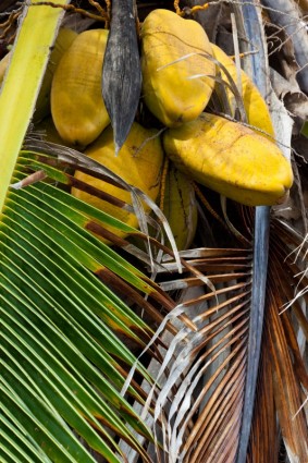 在一棵棕榈树上的椰子