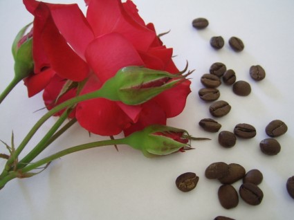 grãos de café e rosas vermelhas