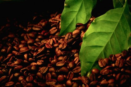fotos de hd de cartaz de grãos de café
