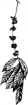 kopi tanaman clip art