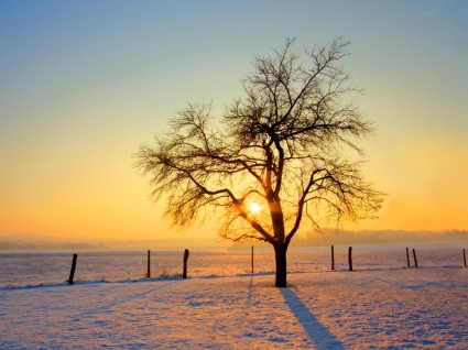 Thiên nhiên mùa đông lạnh buổi sáng hình nền
