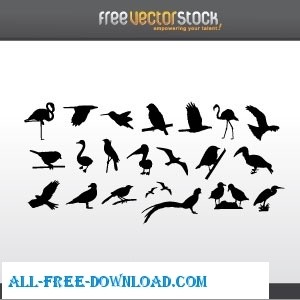 collection de silhouettes d'oiseaux