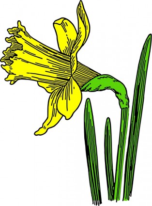 daffodil berwarna