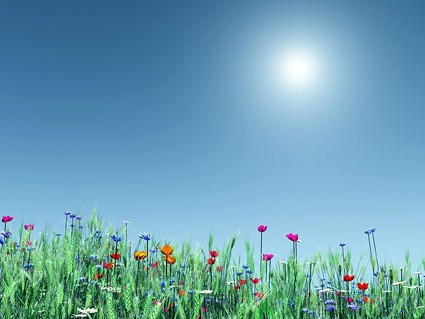 cuadro de trigo y flores de colores
