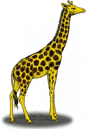 彩色的長頸鹿