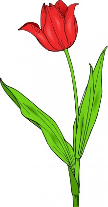 Цветные тюльпан
