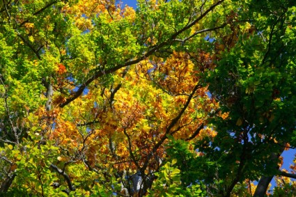 多彩的秋天的樹葉