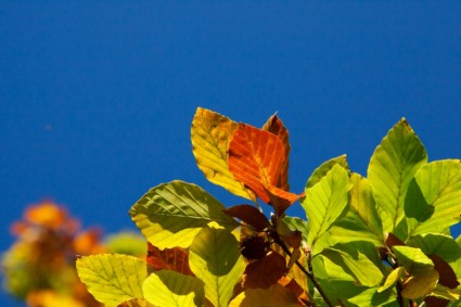 feuilles de hêtre coloré