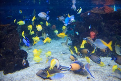 kolorowych ryb pod wodą