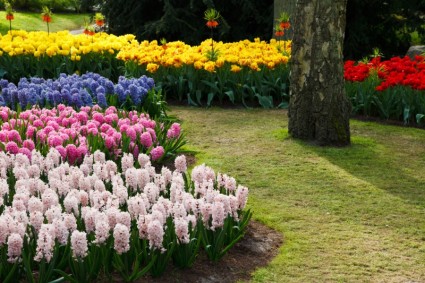 colorido jardín de flores