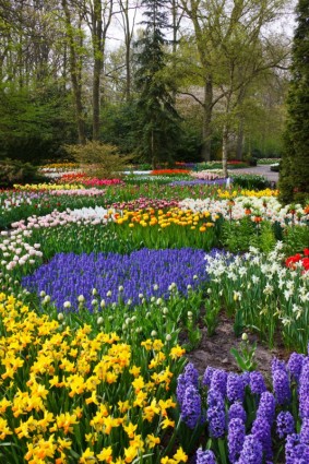 Taman bunga yang berwarna-warni