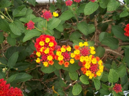 fiori colorati