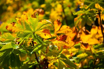 daun berwarna-warni chestnut kuda