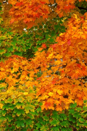 多彩秋天的樹葉