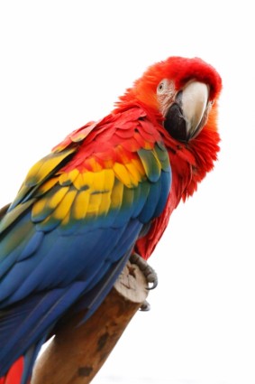 warna-warni macaw