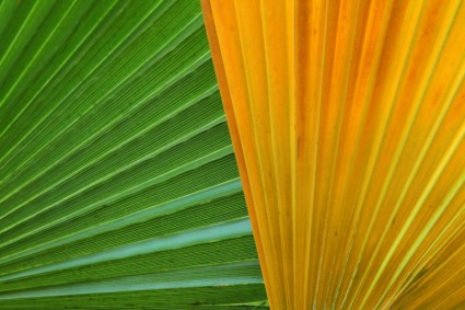 folhas de palmeira colorido