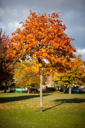 albero colorato in autunno