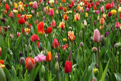đầy màu sắc tulip nền