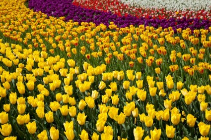 hình nền đầy màu sắc tulip
