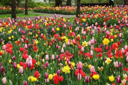 coloridos tulipanes