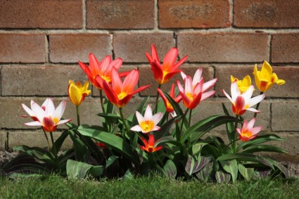 coloridos tulipanes