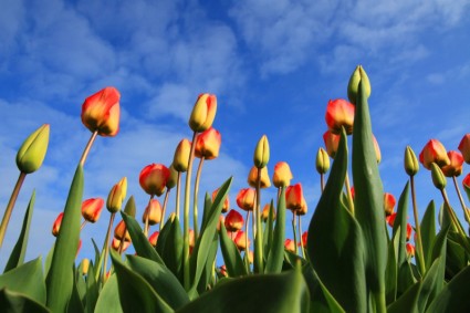 kolorowe tulipany i błękitne niebo
