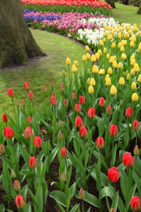 jacintos y tulipanes coloridos